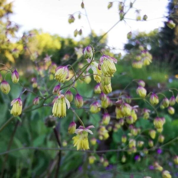 Thalictrum simplex Bloem