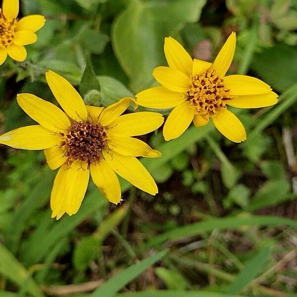 Arnica mollis Flor