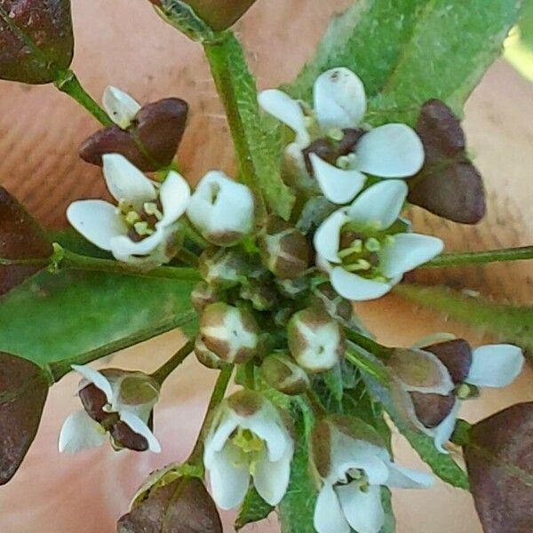 Capsella bursa-pastoris Flower