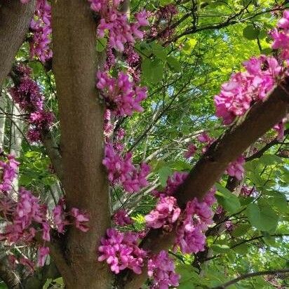 Cercis siliquastrum Blodyn