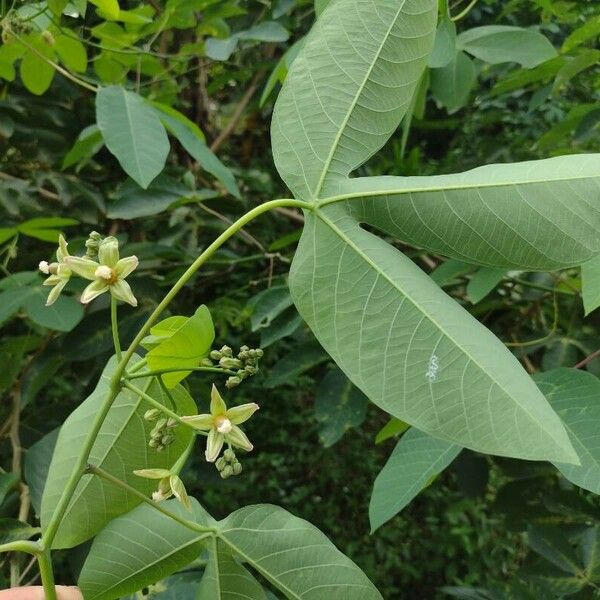 Hevea brasiliensis Leaf