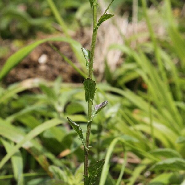 Barbarea stricta List