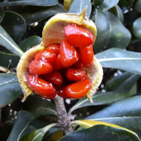 Pittosporum tobira Fruit