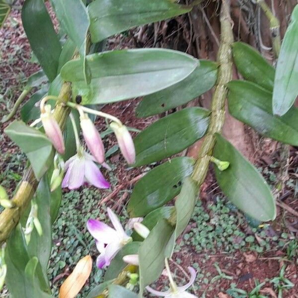 Dendrobium nobile Habitus