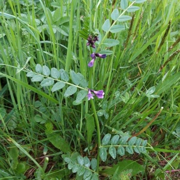 Vicia sepium Агульны выгляд