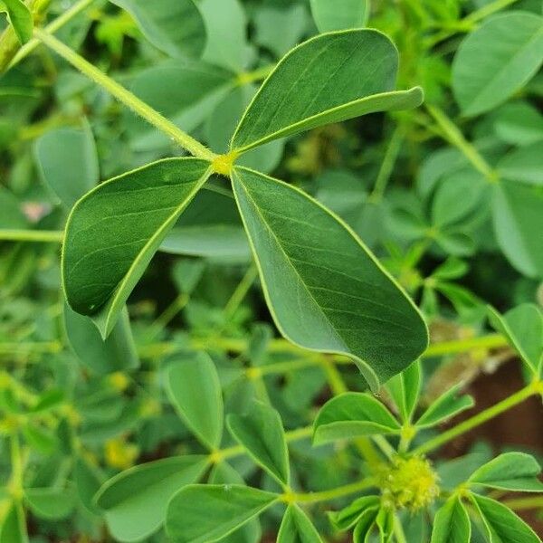 Crotalaria incana Folha