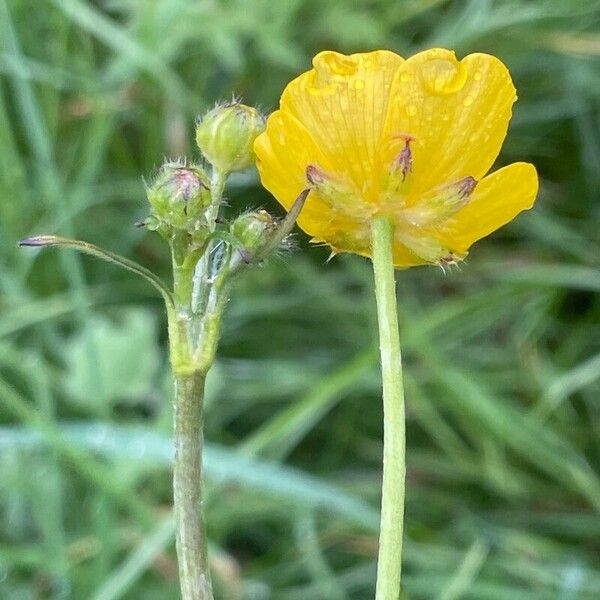 Ranunculus acris Flower