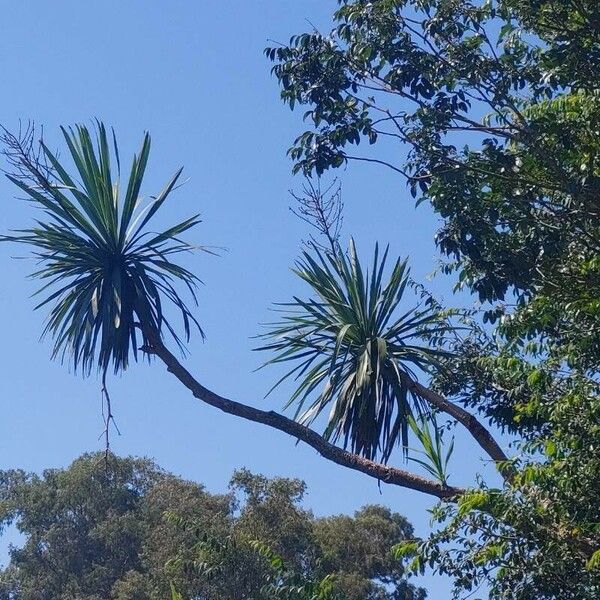 Cordyline australis 叶