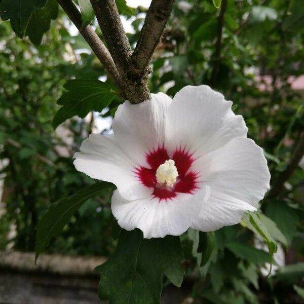 Hibiscus syriacus Blomma