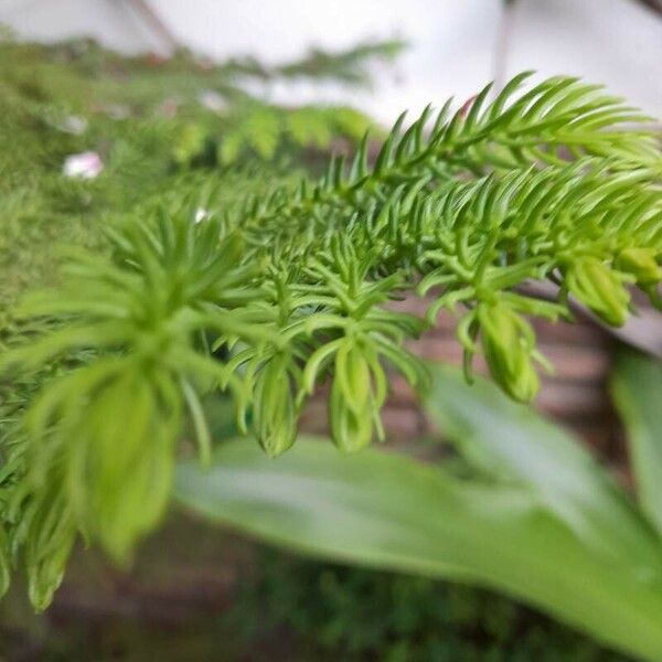 Araucaria laubenfelsii 葉