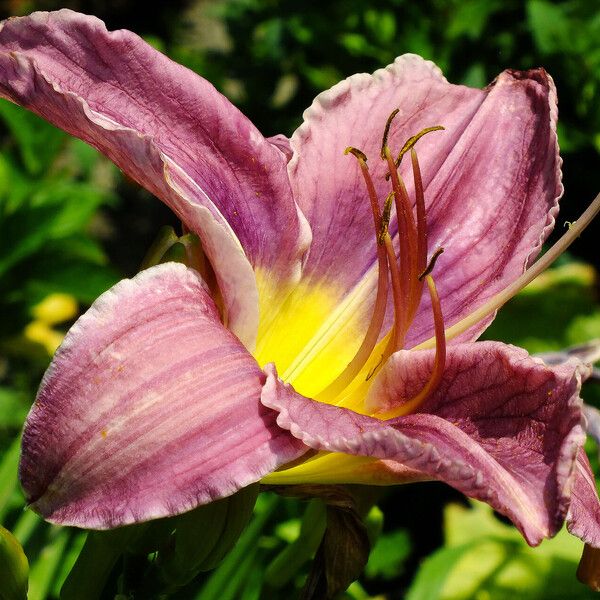 Hemerocallis fulva Blodyn