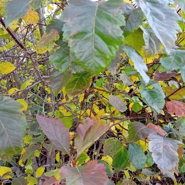 Crataegus douglasii Blad