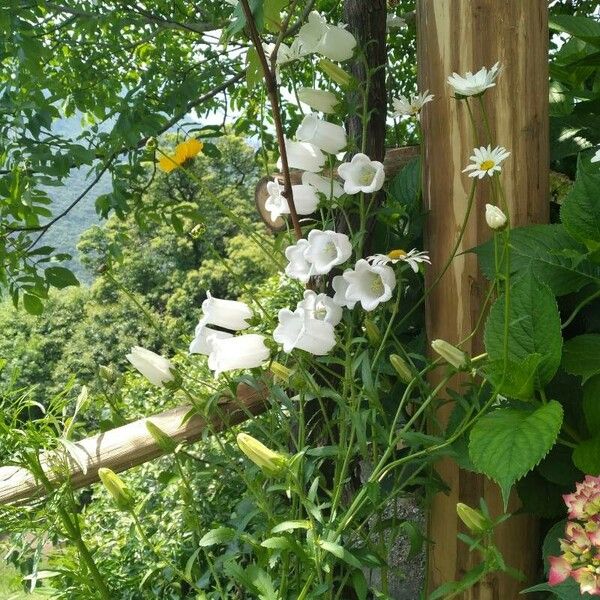 Campanula medium Кветка