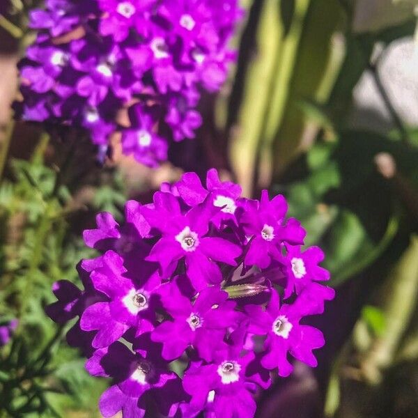 Glandularia tenera Flower