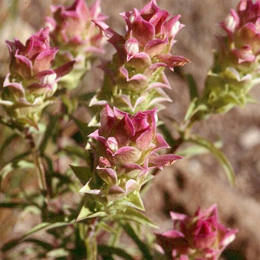 Orthocarpus cuspidatus Blüte