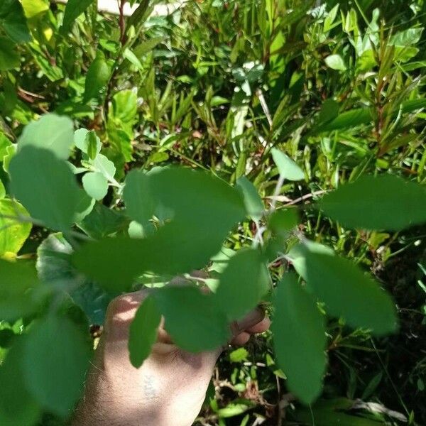 Spiraea cantoniensis Leaf