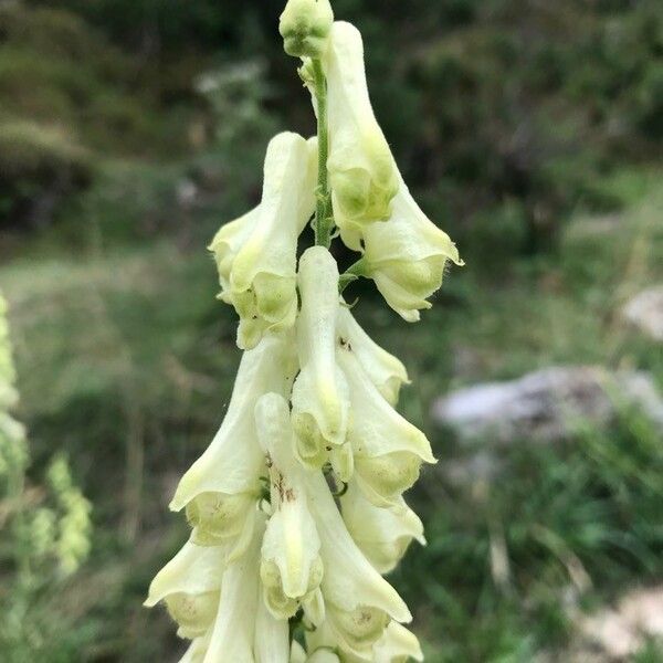 Aconitum vulparia Flower