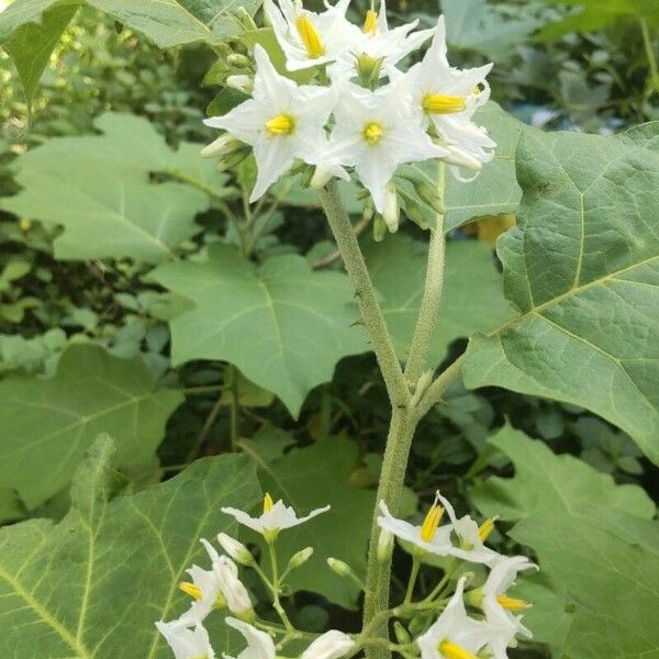 Solanum torvum برگ