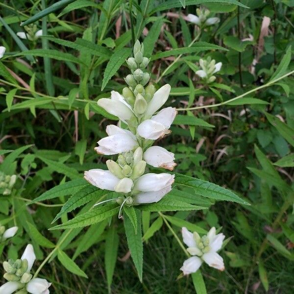 Chelone glabra Leaf