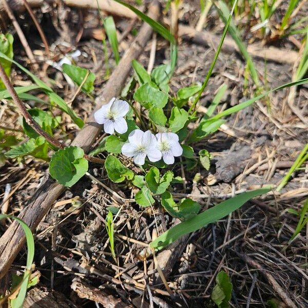 Viola blanda Kvet