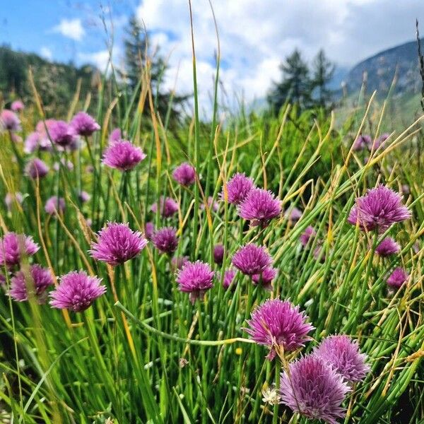 Allium schoenoprasum Lorea