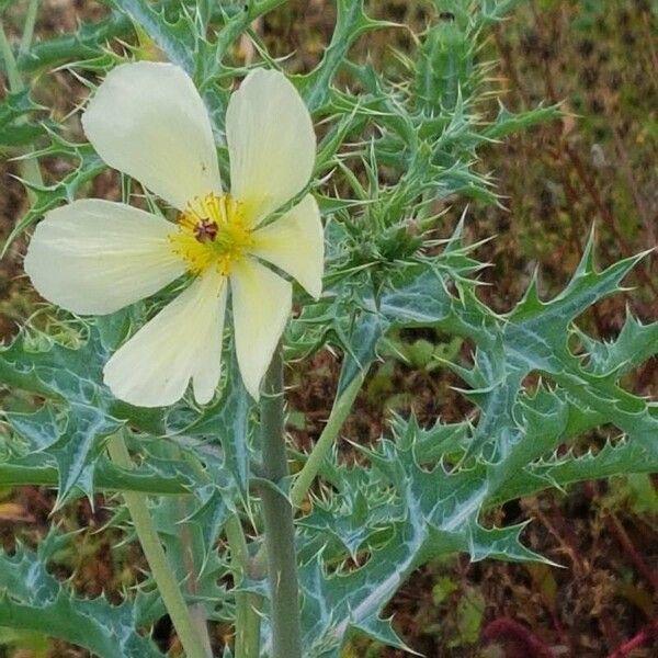 Argemone ochroleuca Flower