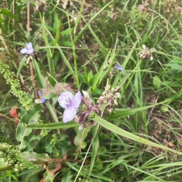 Tradescantia ohiensis आदत