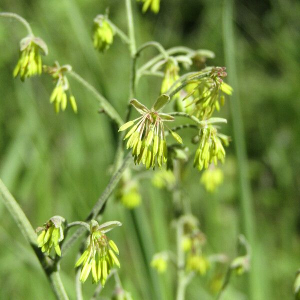 Thalictrum foetidum Fiore