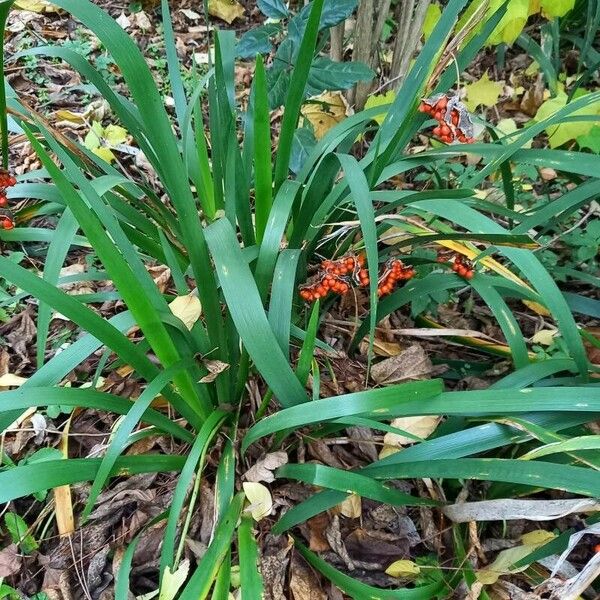 Iris foetidissima आदत