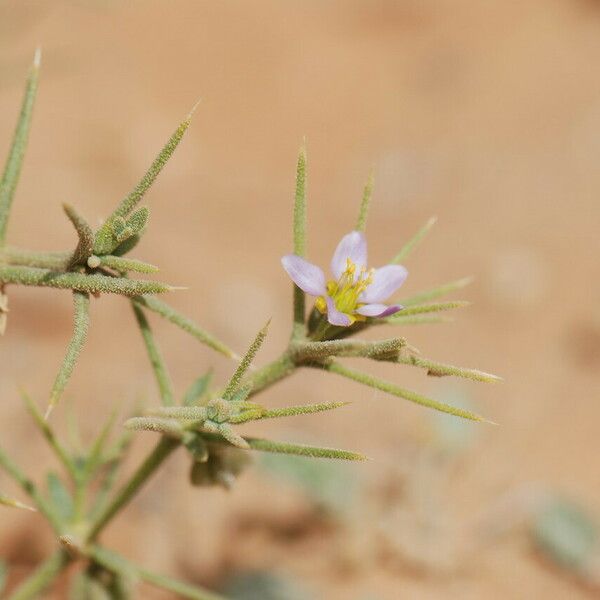 Zygophyllum indicum Bloem