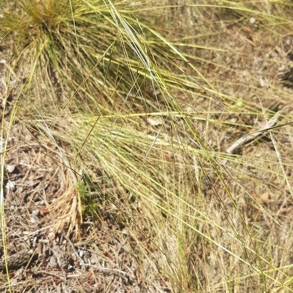 Stipa offneri Kwiat