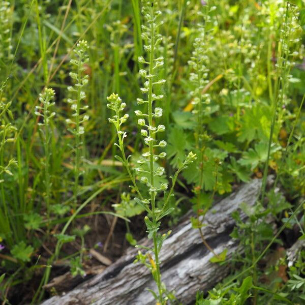 Alyssum alyssoides Tervik taim