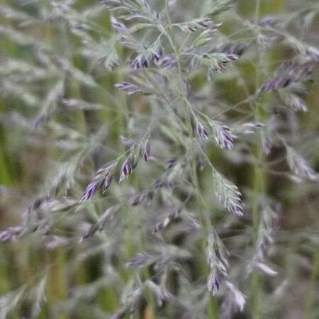 Poa pratensis Žiedas