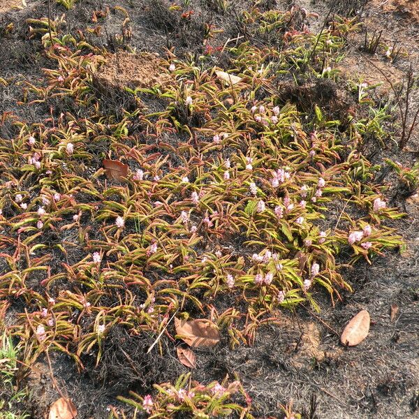 Cryptosepalum maraviense Агульны выгляд