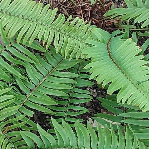 Polystichum munitum Folha