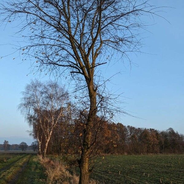 Prunus serotina عادت