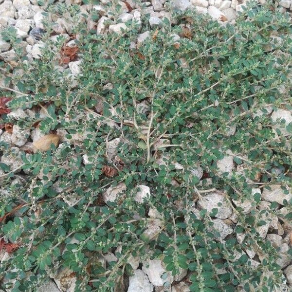 Euphorbia prostrata (Prostrate sandmat)