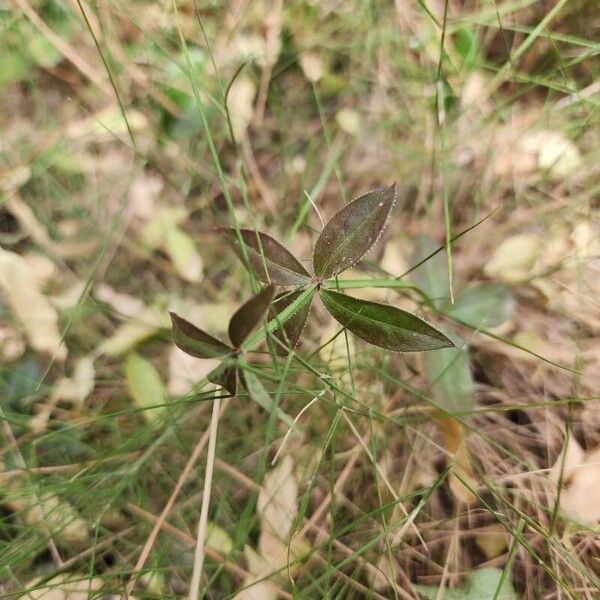 Rubia peregrina Fuelha