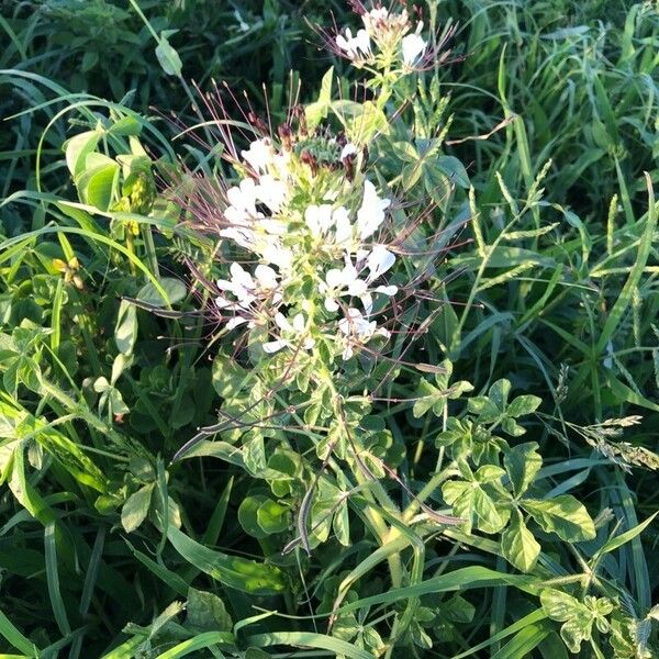 Cleome gynandra Цветок