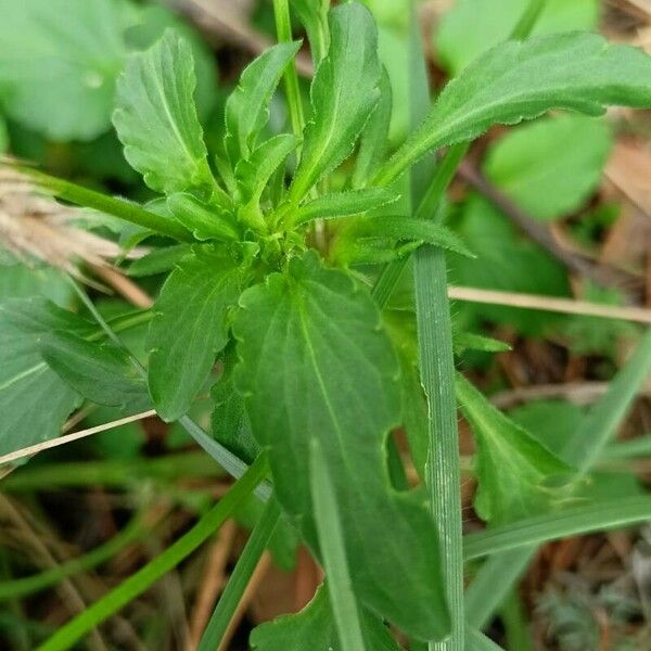 Viola arvensis Лист