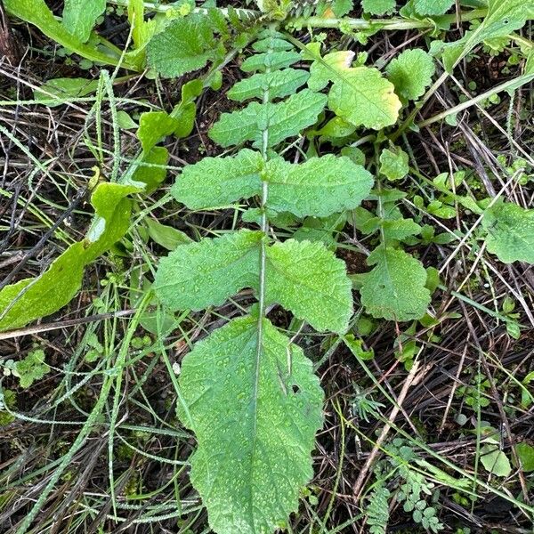 Coincya tournefortii Leaf