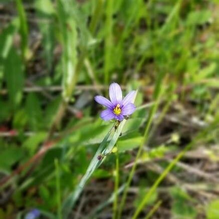 Sisyrinchium montanum 花