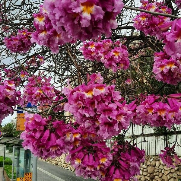 Tabebuia heterophylla Blüte