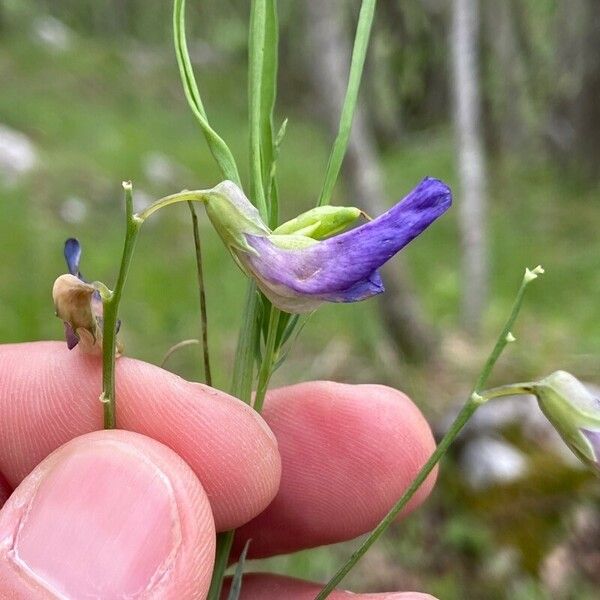 Lathyrus angulatus പുഷ്പം