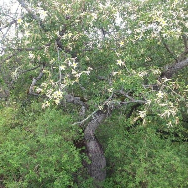 Ceiba chodatii Агульны выгляд