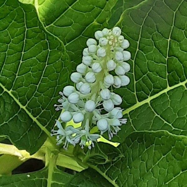 Phytolacca acinosa Virág