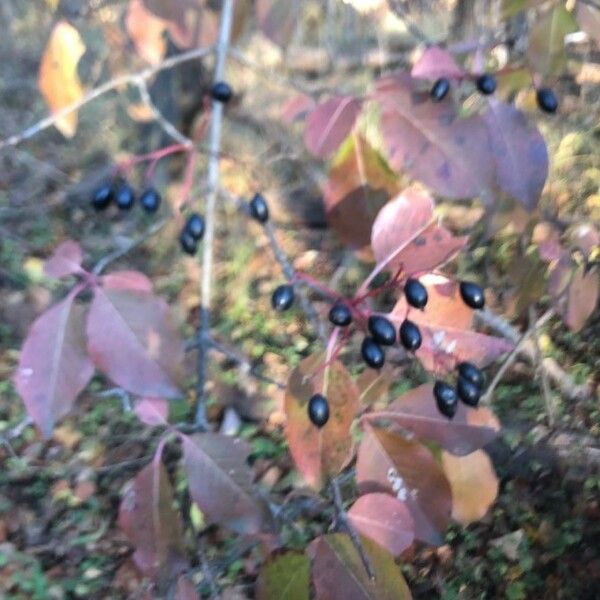 Viburnum rufidulum Fruit