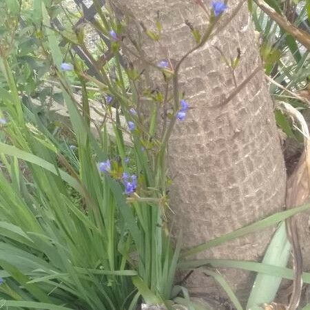 Aristea ecklonii Flor