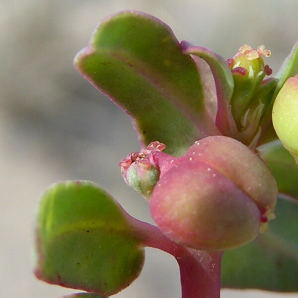 Euphorbia peplis Фрукт