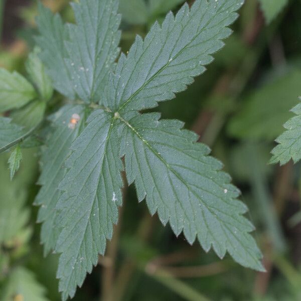 Agrimonia procera Leaf